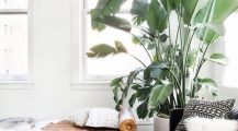 Living Room Plants_bamboo_plant_decoration_in_living_room_real_plants_for_living_room_artificial_tree_for_living_room_ Home Design Living Room Plants